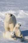 Norway, Svalbard. Polar bear mother and cubs on pack ice in Arctic Ocean. Coastal Print